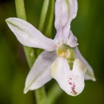 Bee Orchid aberrant (Ophrys apifera) an unusual form lacking a lip
