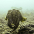 Cuttlefish