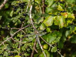 Migrant Hawker