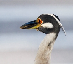 Yellow Crowned Night Heron _0028