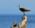 Willet standing on tree stump, Gulfo Dulce, Costa Rica