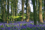 Bluebell wood  _S064