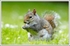 Grey Squirrel