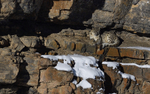 Snow Leopard
