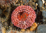 Capnea sanguinea