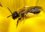 Andrena bicolor female