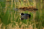 Coot