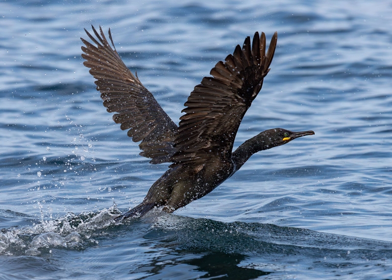 European Shag - Isle of Skye - Scotland