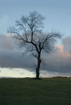 TheTree2007Layer150015