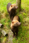 Bush Dogs