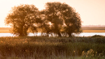 TREES WEEK #35