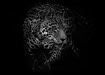 Monochrome Zoo portfolio