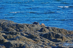 Otters