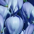 Yuca-Blue-tint608