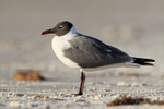 Laughing Gull standing on beach, Fort De Soto, Florida
