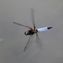 Scarce Chaser (Libellula fulva) M