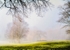 River mist Cahir park