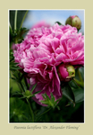 Paeonia lactiflora 'Dr. Alexander Fleming'