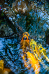 Koi_1086