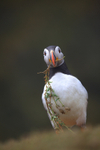 Puffin Skomer Island in Wales