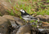 Pied Wagtail