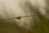 Snail at Ballyhiernan beach