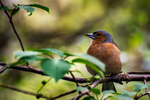 Chaffinch  DSC_8359
