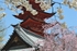 Pagoda and Blossom