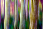 Tree - 4511 motion blur