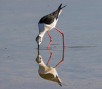 Black Winged Stilt.