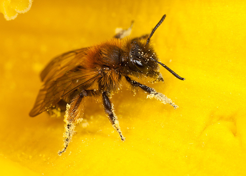 [i]Andrena bicolor[/i] female, resting inside a daffodil flower. Warwickshire, 21/03/2012.