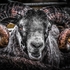 B-09-Rambunctious Ram