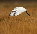 Spoonbill