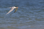 Royal Tern flying over water, Fort De Soto Park, Florida