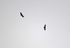 White-tailed Eagles