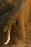 Elephant dustbath