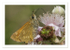 Meadow Life Skipper