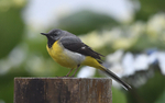 Bergeronnette des ruisseaux (yellow wagtail)