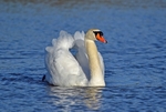 Mute Swan