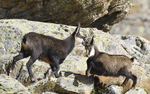 Jeune chamois (Mercantour)