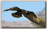 Verreaux's Eagle1