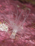 Protanthea simplex