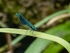 Banded Demoiselle