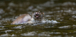 Otter