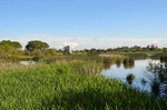 La Rocina, El Rocío, Coto Doñana, Andalucia, Spain