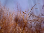 Fieldfare