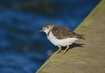 February to April 2018 - Spotted Sandpiper