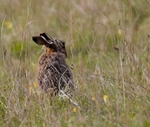 No.0089 Brown Hare