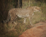 safari-354