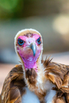 hooded vulture Necrosyrtes monachus-5611